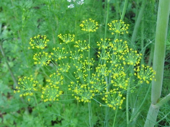 Bouquet Dill Herb Seed - 250+ Fresh Anethum graveolens Seeds for Culinary Gardens