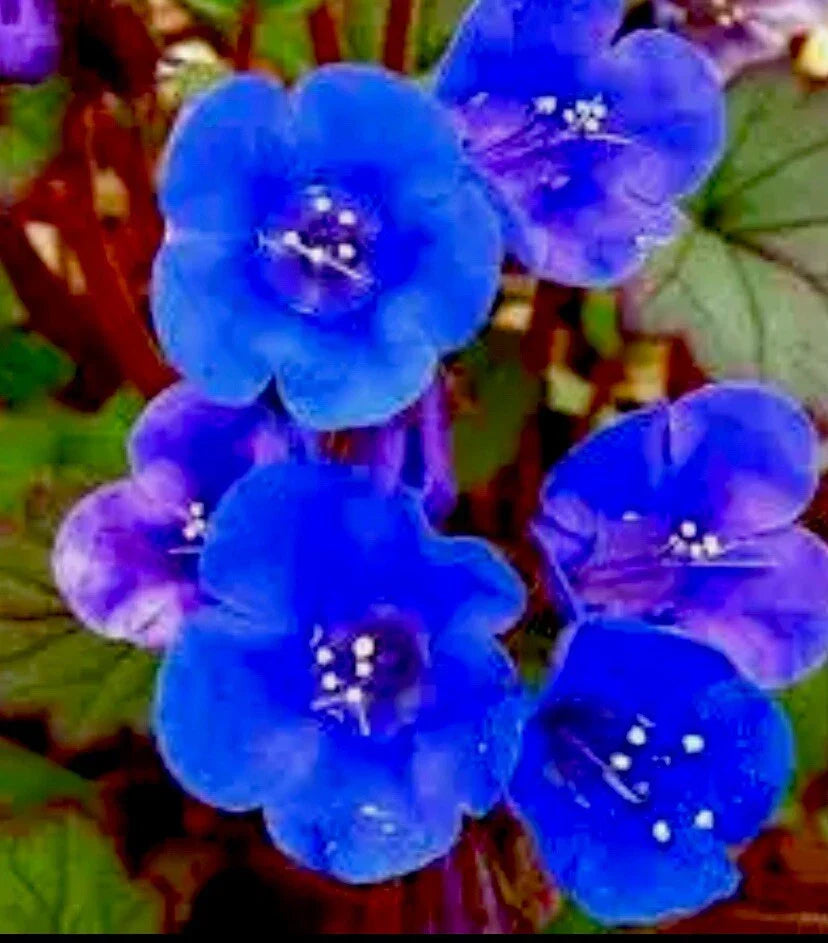 Desert Bluebells Seeds - 100 Count, Annual, Drought Tolerant Phacelia campanularia