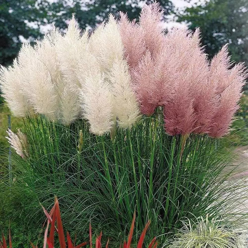 Mixed Pampas Grass Seeds - Pink & White Ornamental Grass Seeds - Cortaderia selloana - Drought-Tolerant, Full Sun, Garden Landscaping