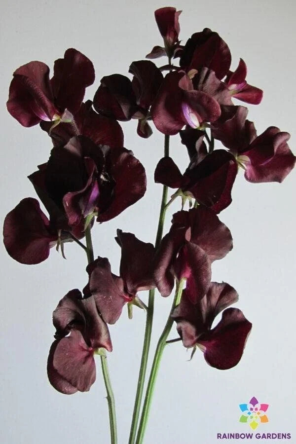 Topsy Sweet Pea Seeds - 50+ Pack, Climbing Vine, Fragrant Flowers, Lathyrus odoratus, Garden Planting, USA Grown