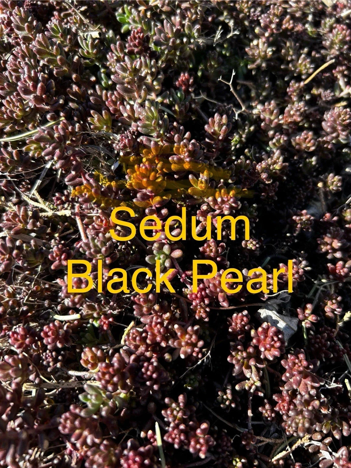 Sedum Black Pearl Ground Cover Plants | 4" Pot | Hardy Succulent Perennial | Sedum spurium | Zones 4-8