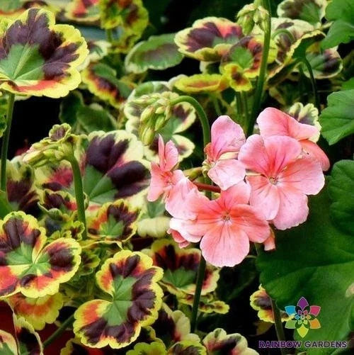 Mrs. Henry Cox Geranium Seeds - 25+ Colors Pelargonium x hortorum Garden Seeds for Containers & Beds