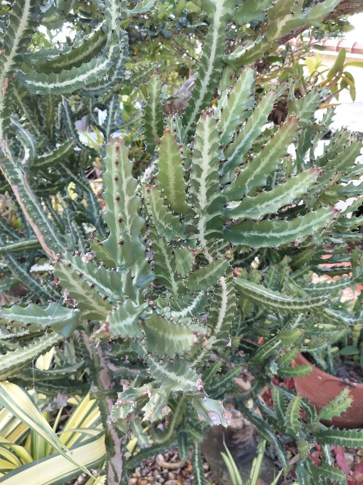 Rooted Euphorbia Lactea Candelabra Milk Stripe Cactus Plant - Unique Dragon Bones Succulent in 4-inch Pot