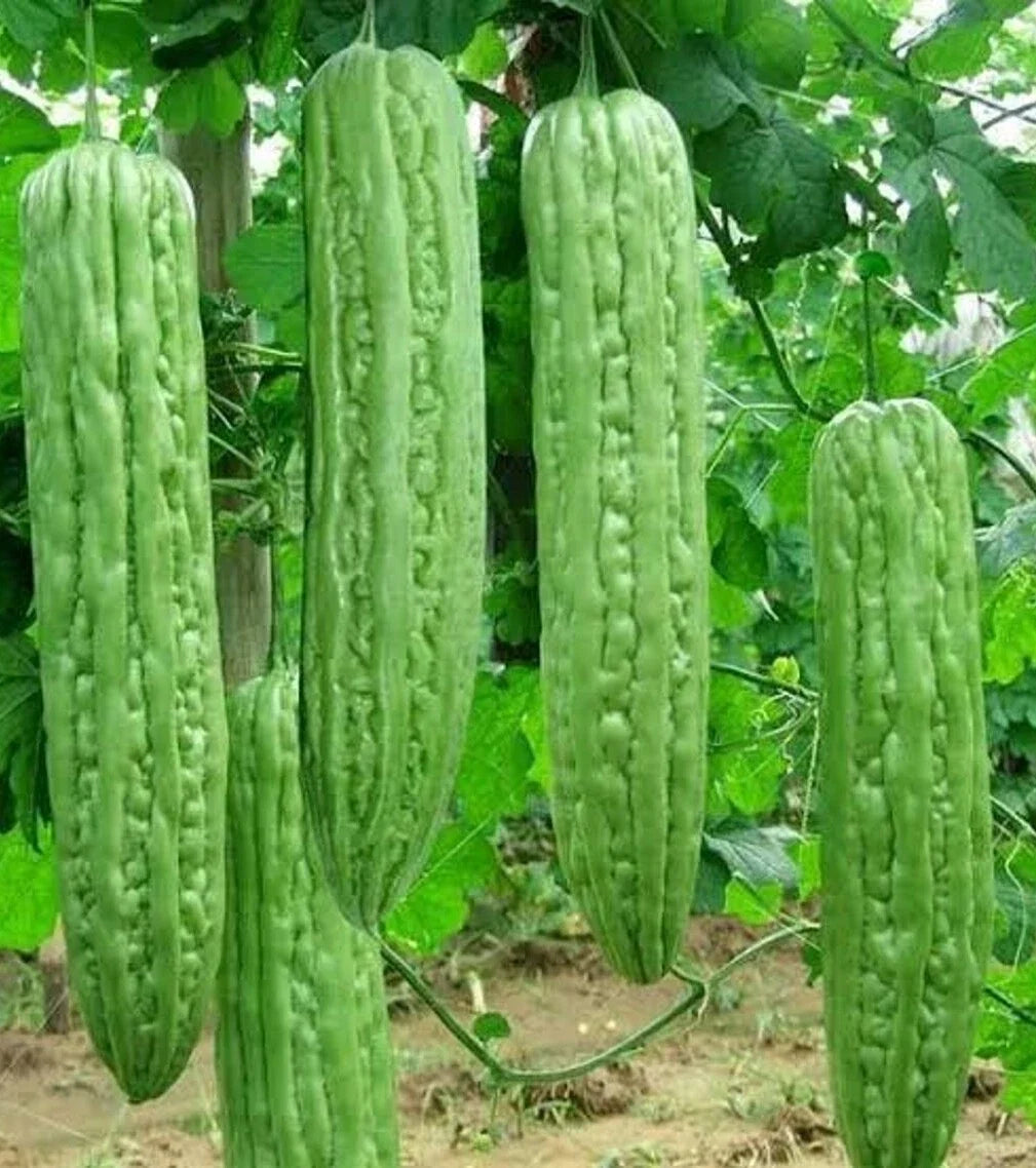 Bitter Gourd Seeds – Pack of 10+ Long Green Skin Heirloom Momordica charantia Vegetable Seeds for Asian Cuisine & Container Gardening