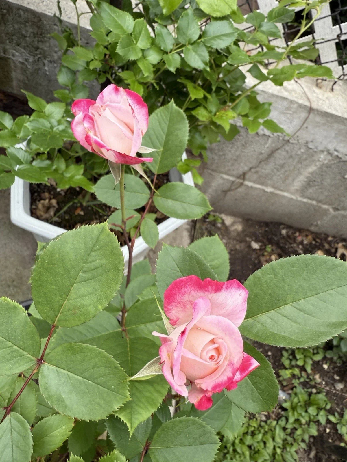 Candy Cane Cocktail Shrub Rose Live Plant 1 QT Rosa 'Candy Cane Cocktail' Colorful Blooms, Pollinator Attracting, Low Maintenance