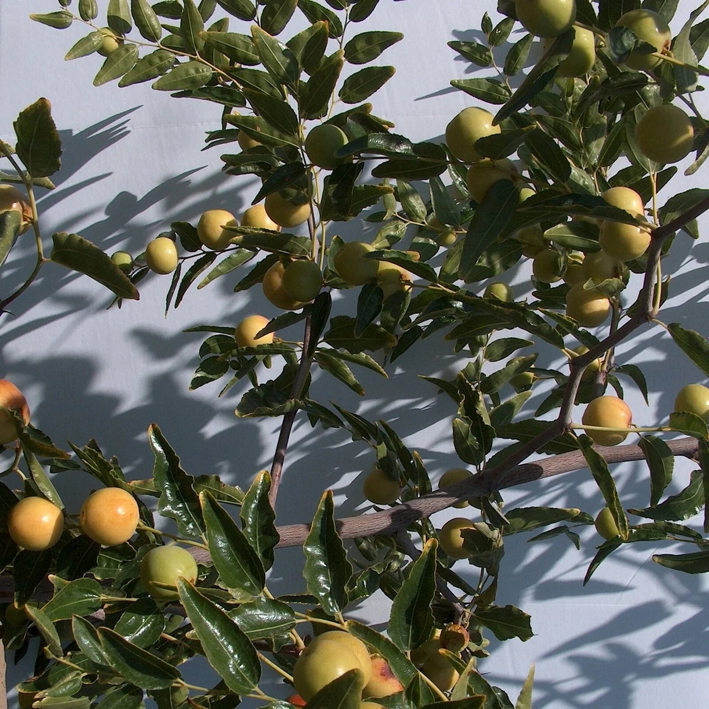 Honey Jar Jujube Tree Graft Scion Wood 8" Thin Cutting Ziziphus jujuba for Propagation