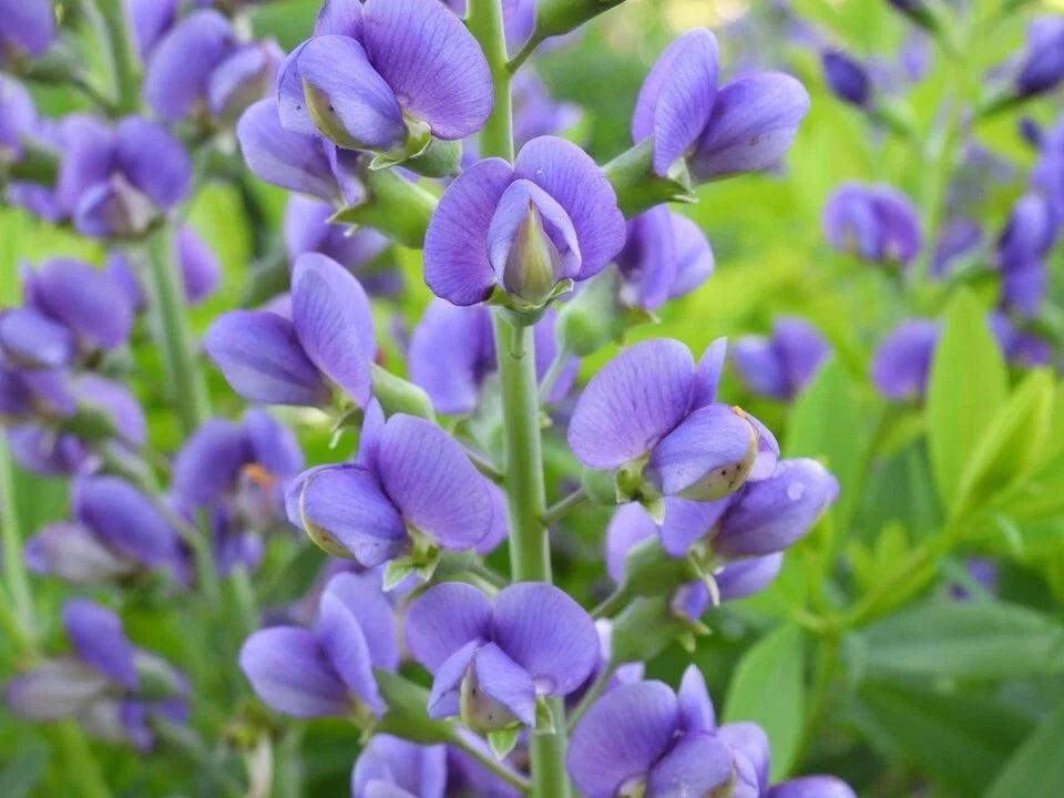 Live Baptisia Australis Blue Indigo Plant - Perennial Flowering Plant with Abundant Blue Blooms