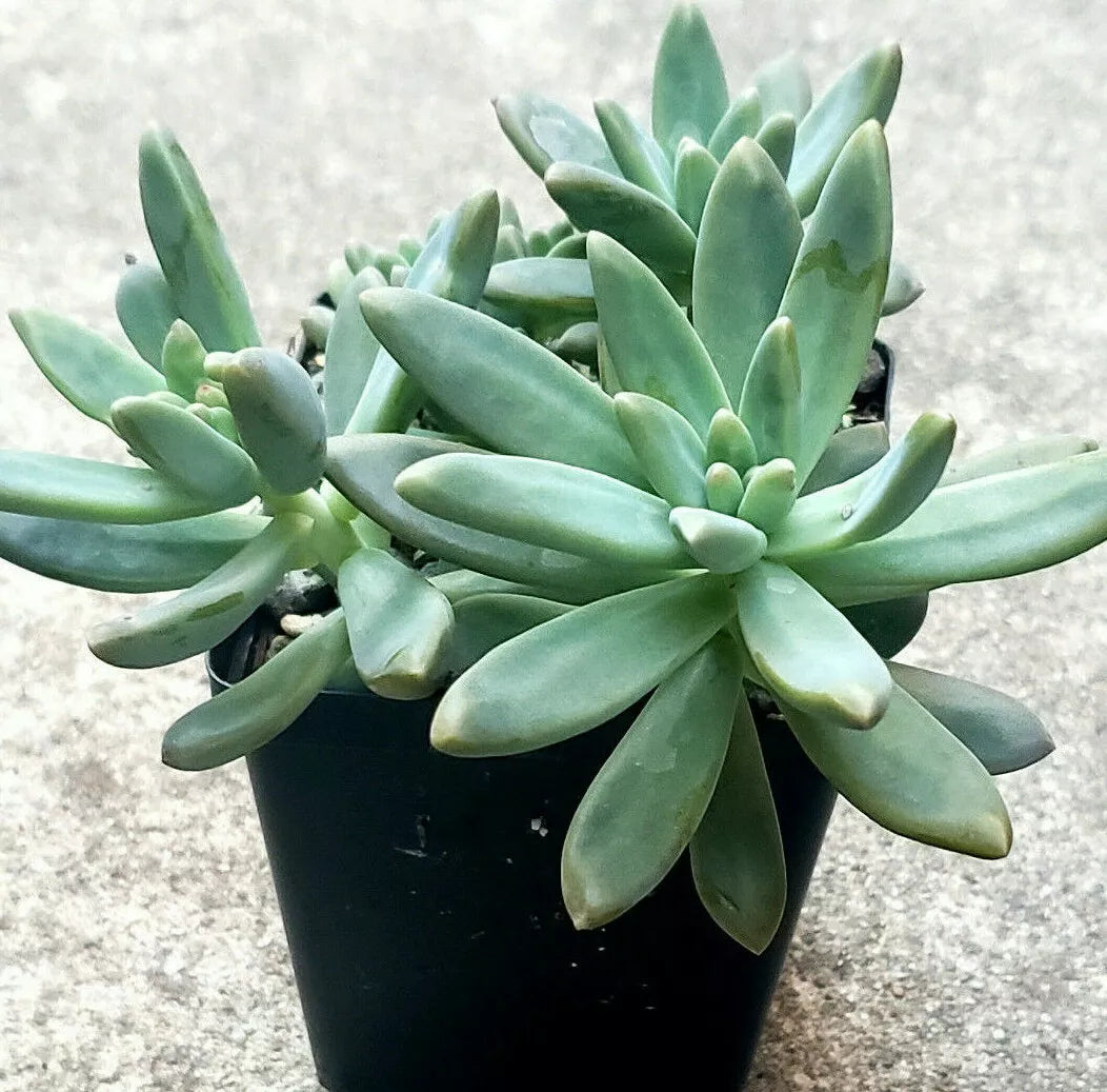 Pachyveria Blue Pearl 2 Inch Succulent Plants - Easy Care Indoor Succulents