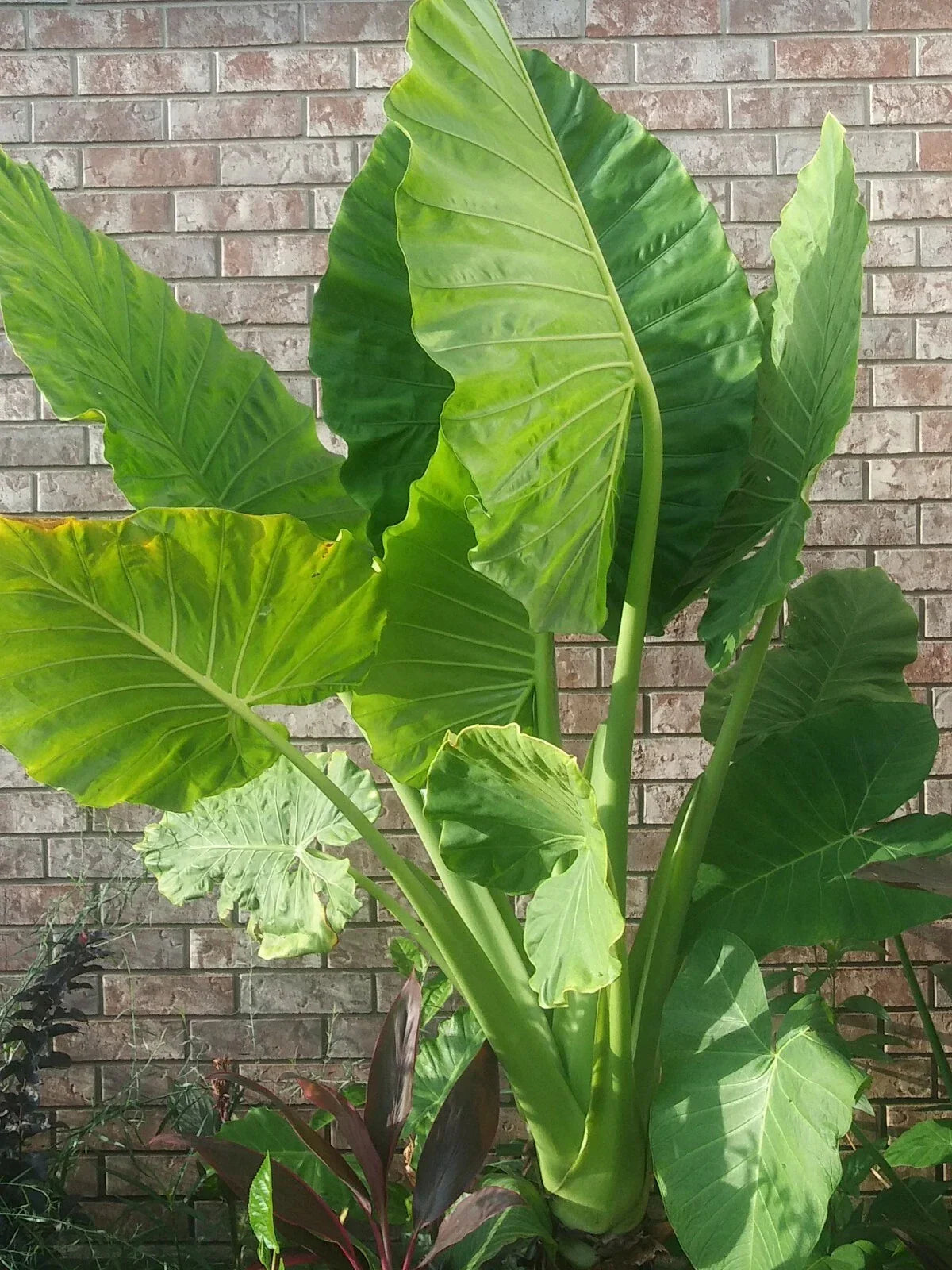 Alocasia 'Calidora' - 8ft Persian Palm Elephant Ear Indoor Tropical Plant