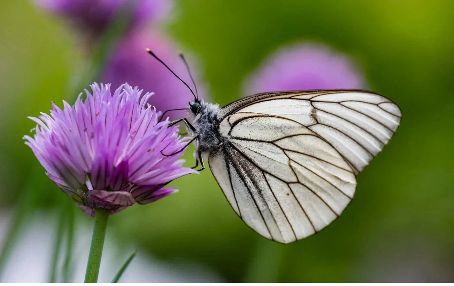 Organic Perennial Chive Herb Plants - 13 Bulbs - Edible, Butterfly Attracting Allium schoenoprasum