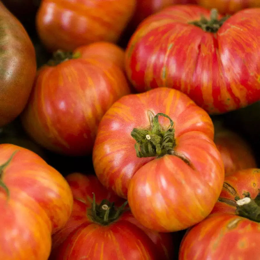 Hillbilly Heirloom Tomato Seeds 50 Ct - Indeterminate, Non-GMO Vegetable Seeds for Home Garden, Solanum lycopersicum