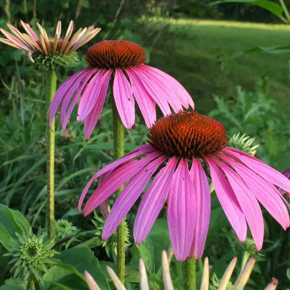 Echinacea purpurea 'Magnus' Coneflower Live Plant - Purple Perennial Starter, 4+ Inches, Pollinator Attracting, Drought Tolerant