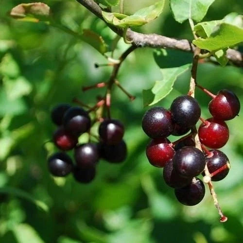 Black Cherry Tree Seeds 15+ Prunus serotina Organic Heirloom for Garden or Landscape