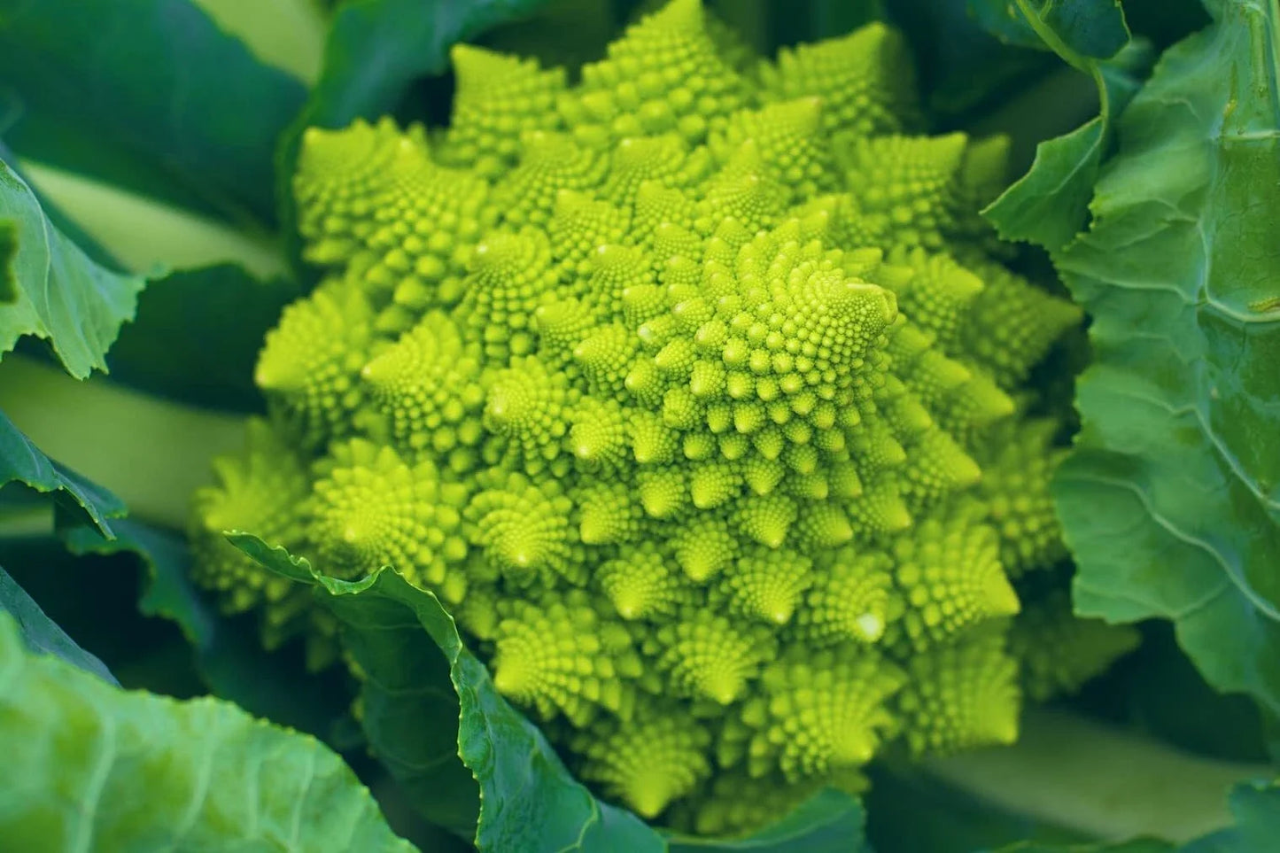 Romanesco Broccoli Seeds 250+ Non-GMO Brassica oleracea for Planting, Edible Fractal Pattern, Made in USA