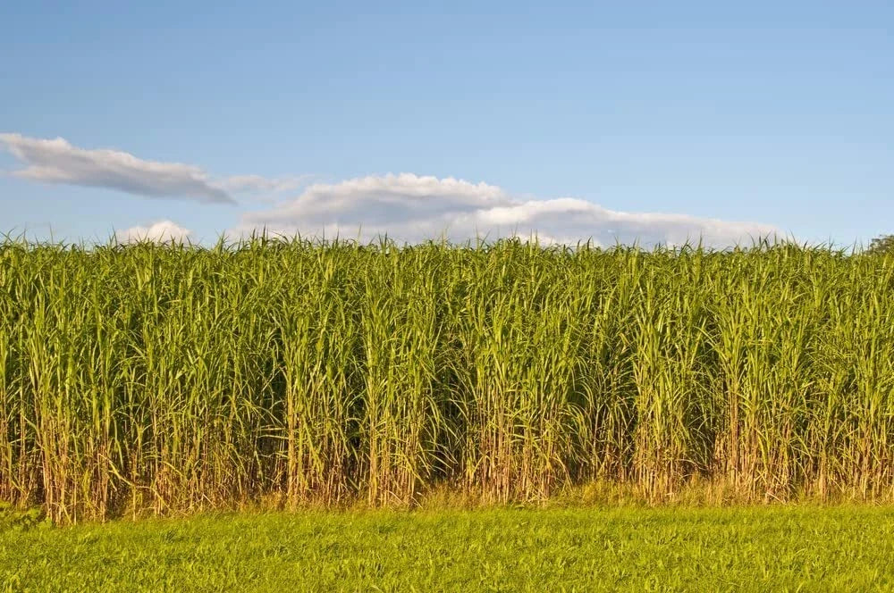 Switchgrass Seeds 1,000 Count - Native Prairie Grass for Landscaping - Panicum virgatum