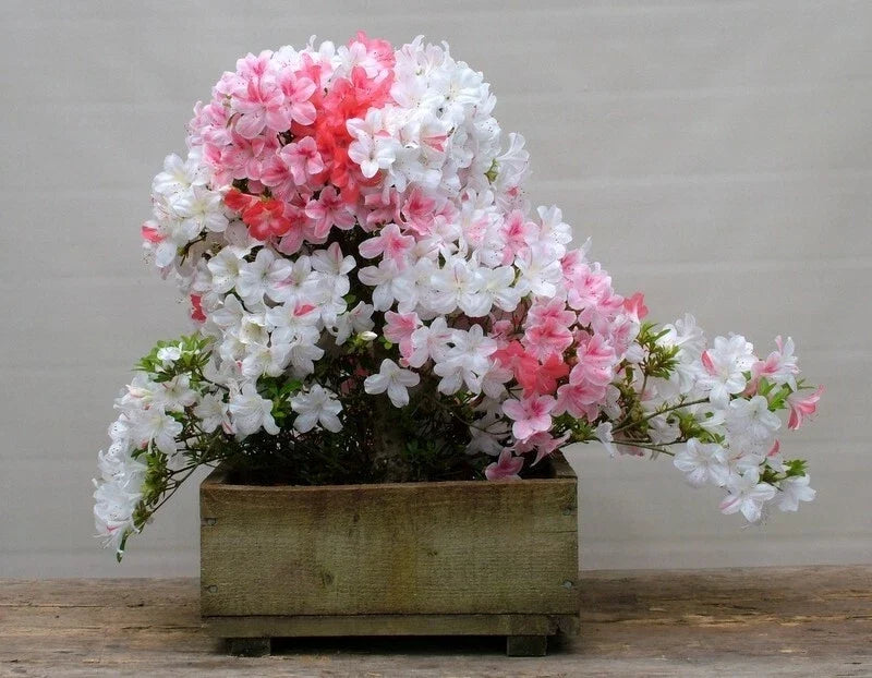 Azalea Rhododendron Deciduous Starter Plant - Multi-Color Blooms - Garden, Landscape, Container