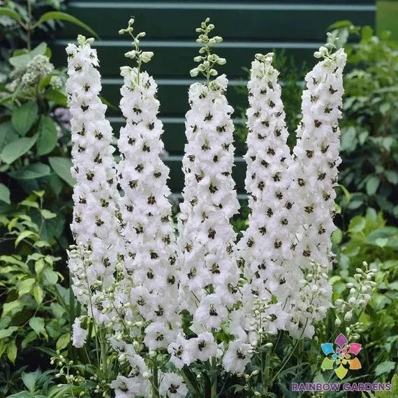 Magic Fountains White Bee Delphinium Seeds – Perennial Flower Seeds for Borders & Cut Flowers, Delphinium elatum