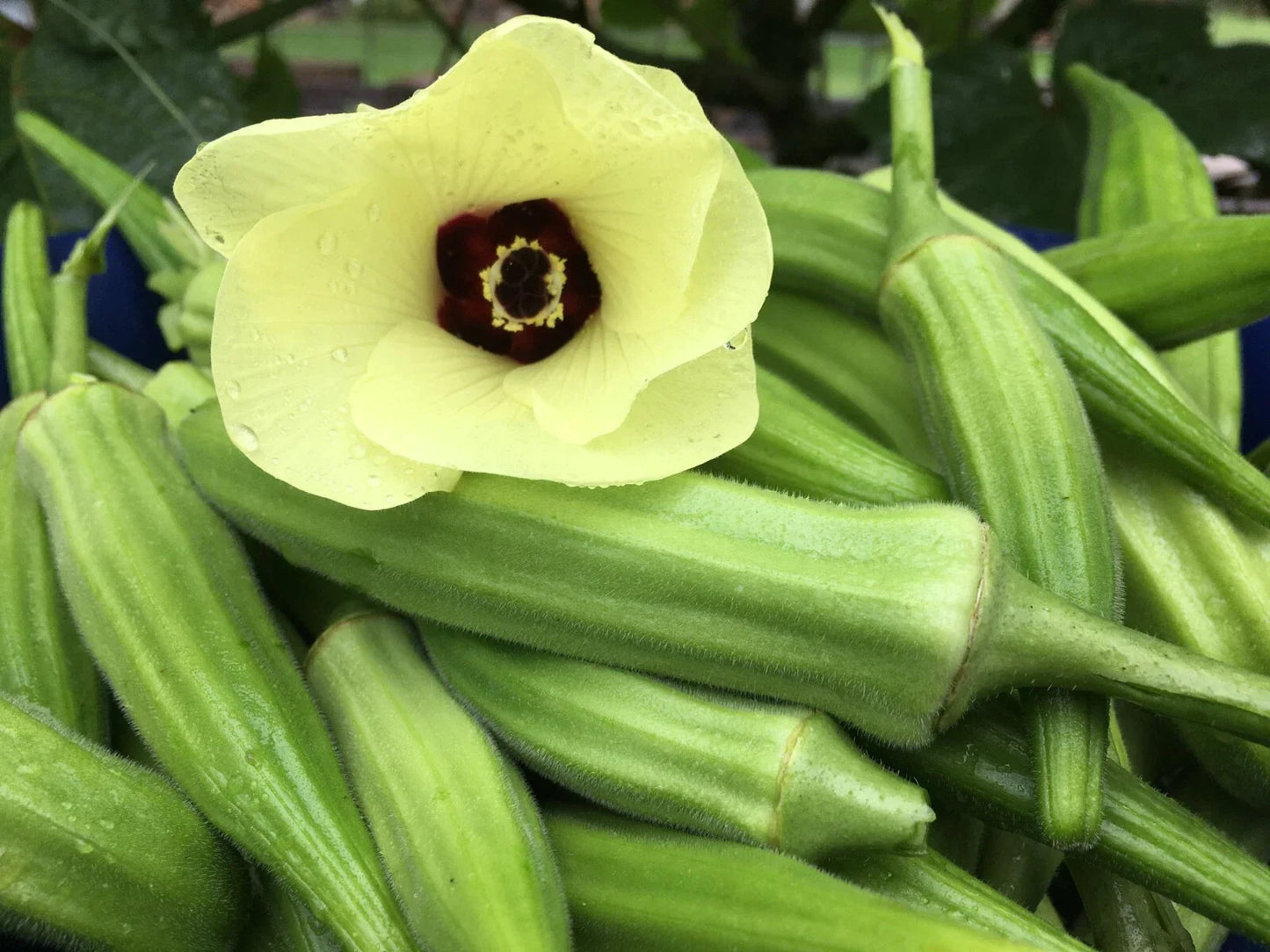 Clemson Spineless Okra Seeds - 100+ Non-GMO Heirloom Seeds for Planting