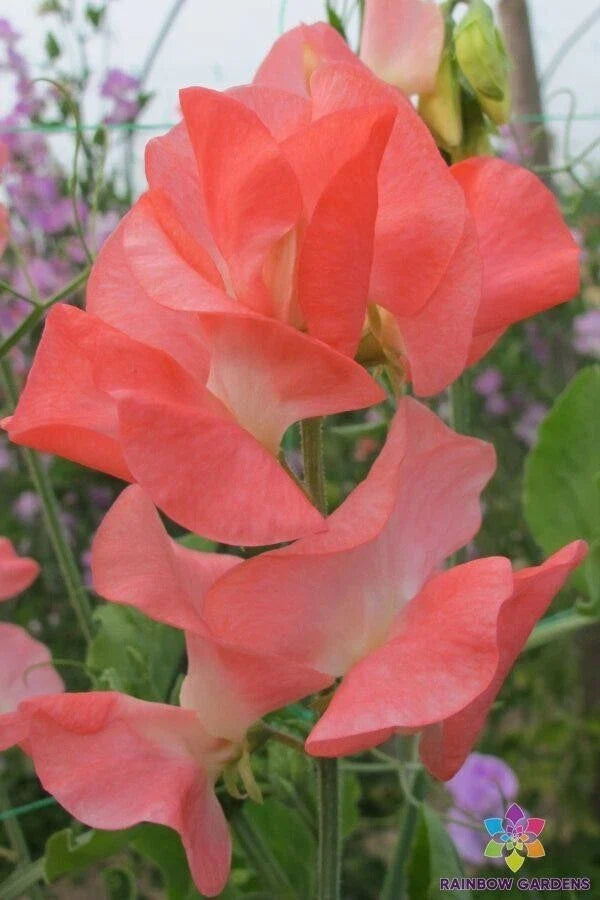 Patti Sweet Pea Seeds - 50+ Pack, Fragrant Climbing Flower, Lathyrus odoratus, Garden Planting, Annual Bloom, USA