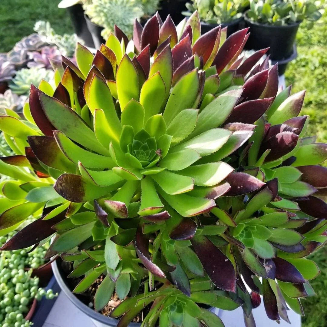 Aeonium Cutting | Low Mounding Succulent | Purple Foliage | Aeonium arboreum 'Merlot'