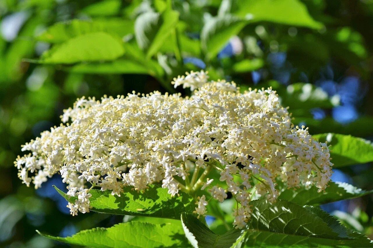 Adams Elderberry Cuttings - Unrooted Sambucus canadensis Propagation Pack - 6 Healthy Shrubs for Garden and Landscaping