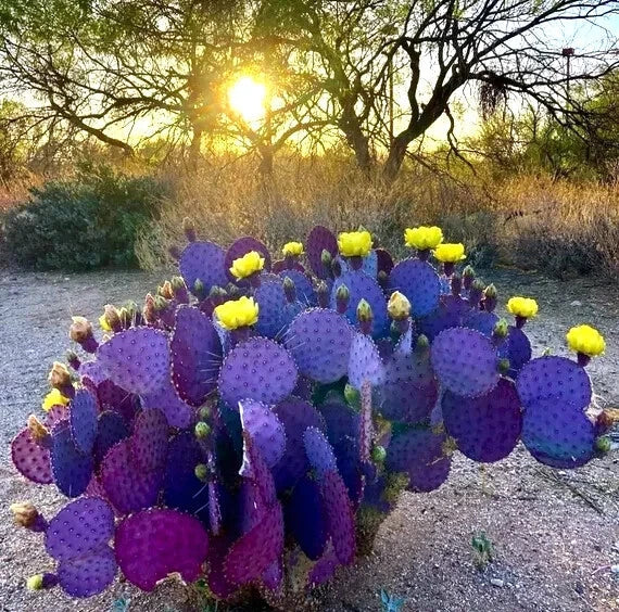 Purple Cactus Seeds - Opuntia Santa Rita Prickly Pear Fruit - Rare Hardy Desert Planting Seeds