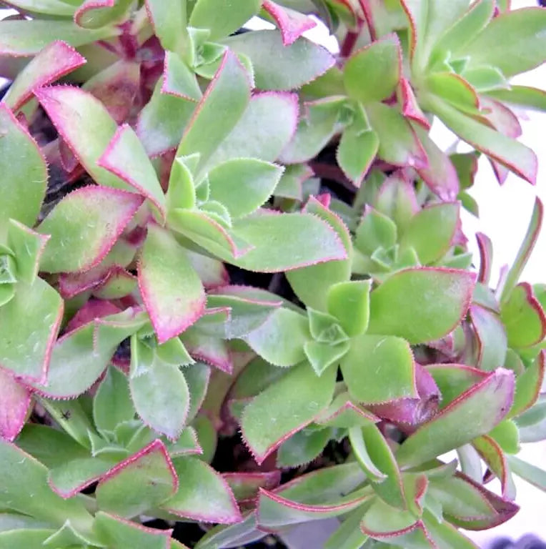 Succulent Aeonium Decorum 2" Live Plant, Green Rosette, Indoor Outdoor, Low Maintenance, Aeonium decorum
