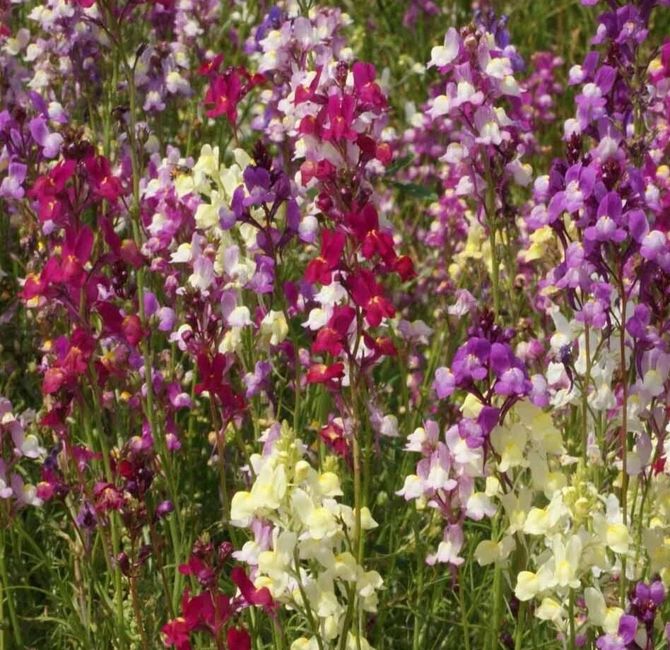 Snapdragon Seeds Tall Mix - Over 10,000 Antirrhinum majus Annual Cut Flowers in Mixed Colors for Gardens and Bouquets