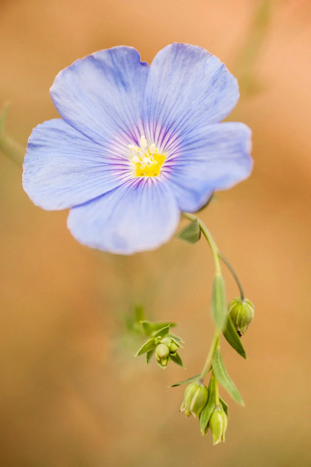 Blue Linen Flax Flower Seeds 2000+ | Linum perenne Perennial Wildflower
