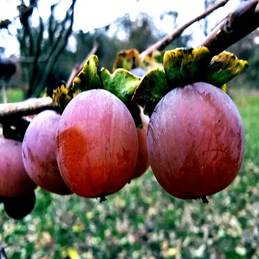 10 Date Plum Seeds - Mediterranean Persimmon Fruit Tree Seeds - Diospyros Lotus - Drought-Resistant, Home Garden, Container Planting