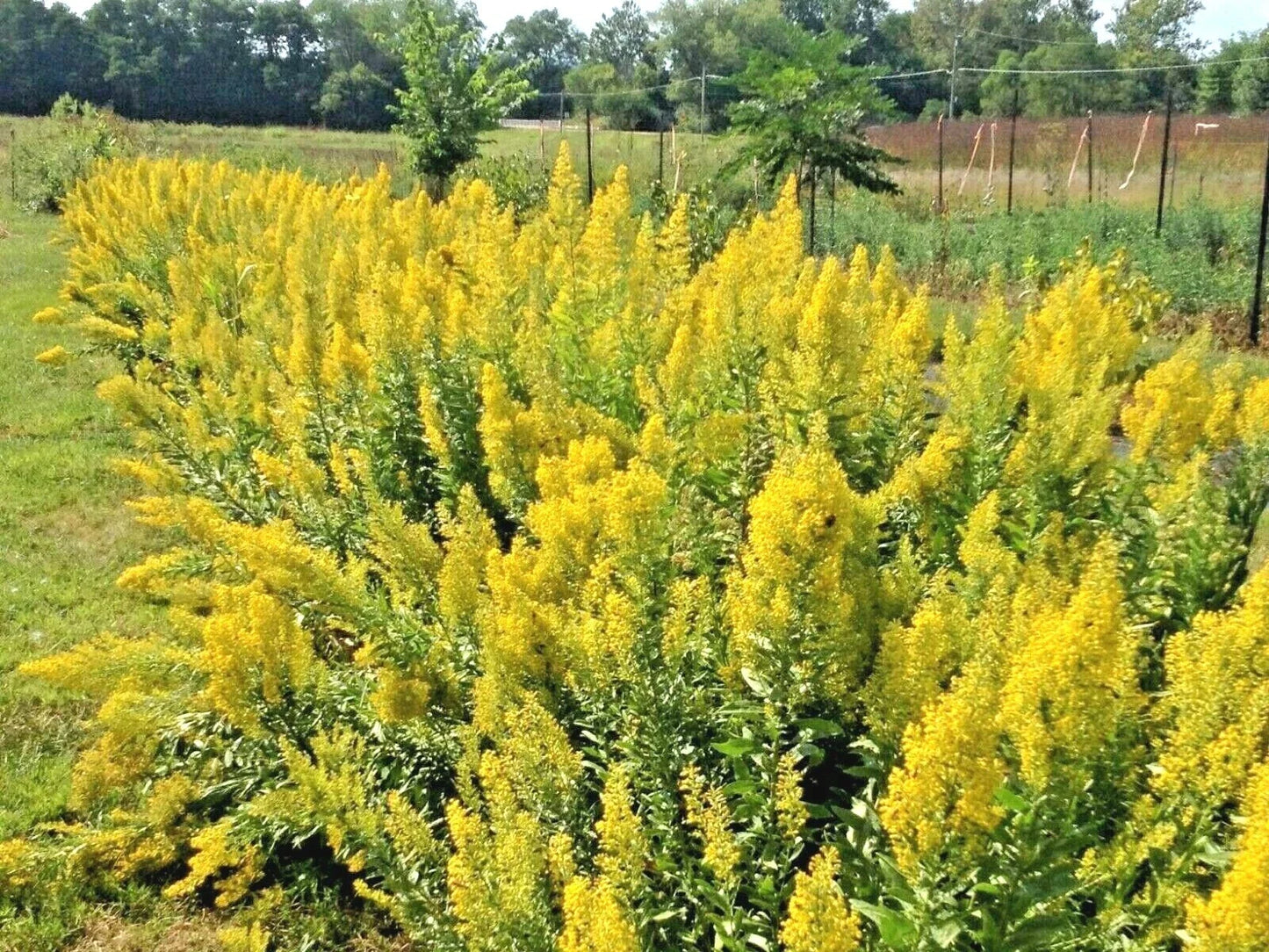 Showy Goldenrod Seeds - 100+ Perennial Wildflower for Pollinators, Autumn Blooms, Solidago canadensis Seed Packet