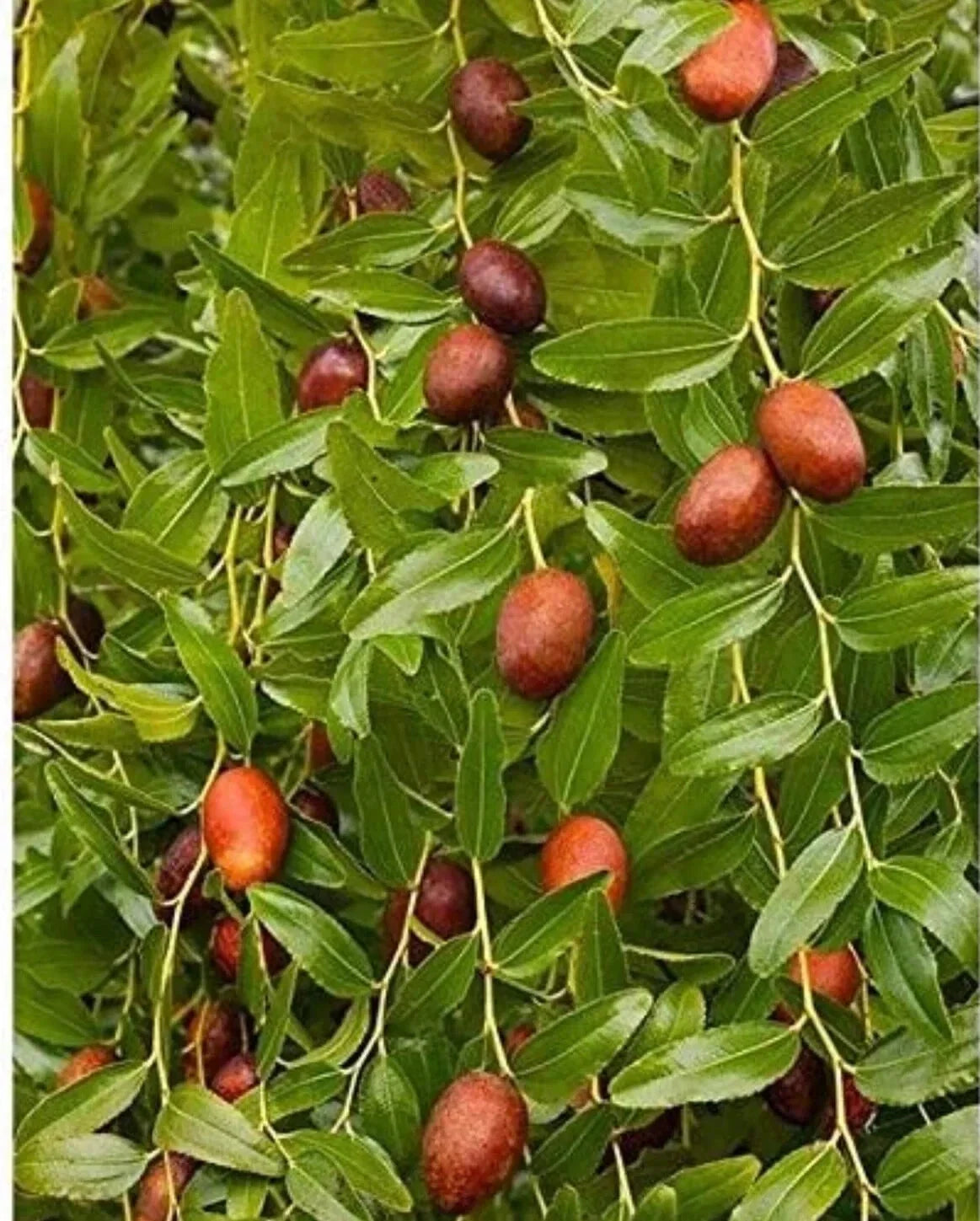 Bare Root Chinese Jujube Tree - Honey Jar Variety - Ziziphus jujuba - 4 Feet Tall, Drought-Resistant Fruit Tree