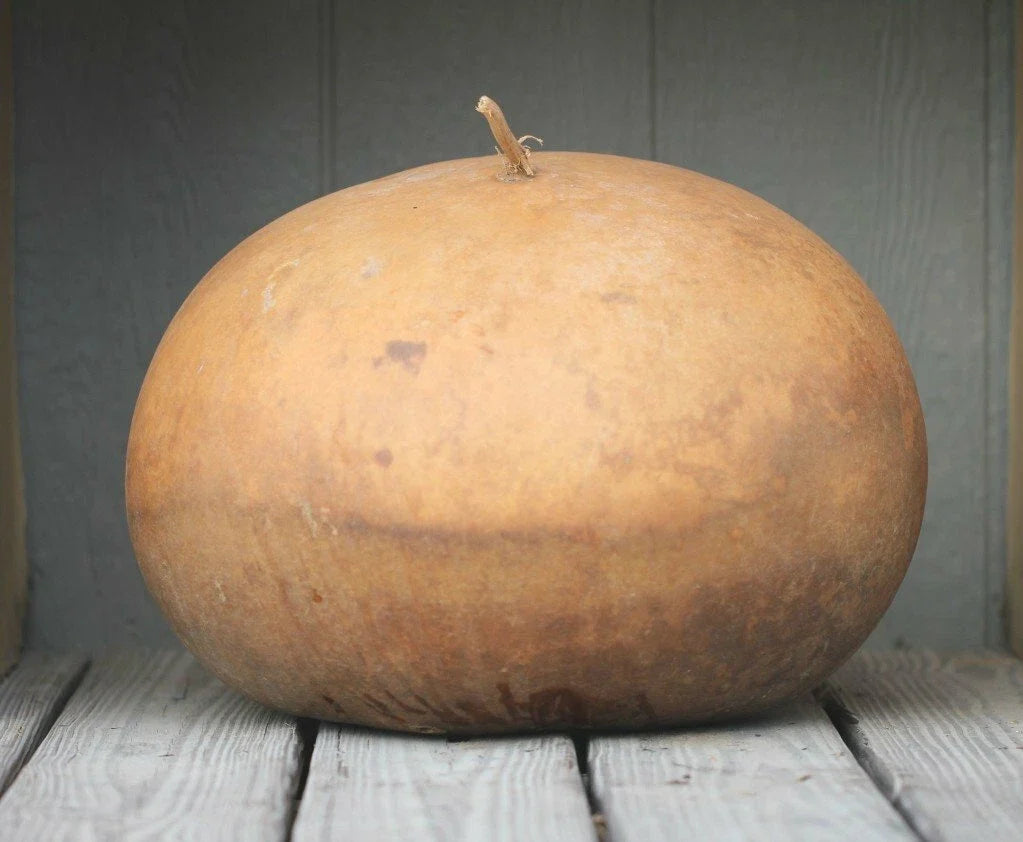 Gourd Seeds 10 Bushel Size Giant Round Lagenaria siceraria for Planting, Decorative Gourds, Crafting, Autumn Display