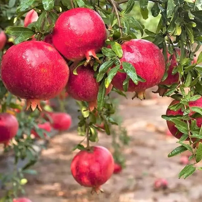 Red Pomegranate Tree Live Plant 8-10in in 4in Pot, Punica granatum, Fruit-Bearing Bush, Drought-Tolerant, Full Sun