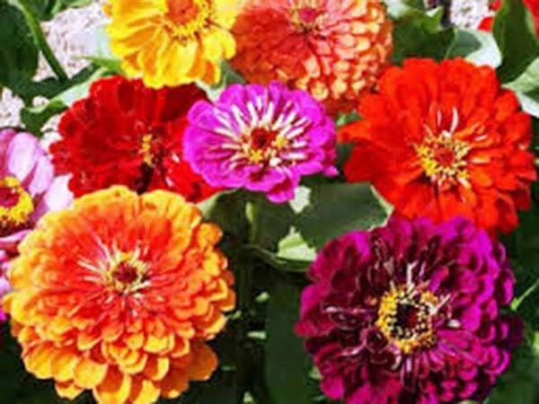 California Giant Zinnia Seeds - 100 Count, Bright Colors, Zinnia elegans, Garden Flowers, Easy to Grow, Butterfly Attractant