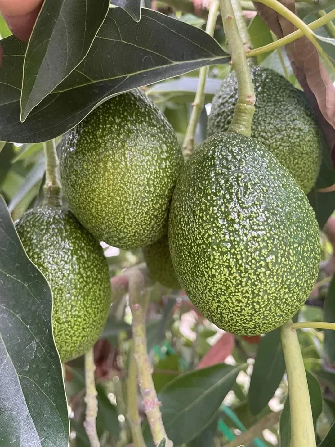 Cold Hardy Black Avocado Seeds, Brazos Belle, Organic, 2 Pack, Persea americana