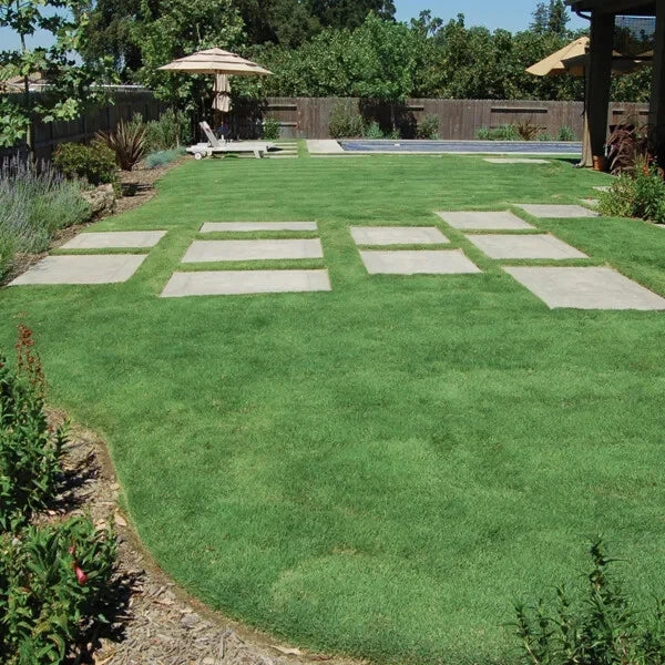 Buffalo Grass Seed 1 oz Native Prairie Drought-Resistant Turf Bouteloua dactyloides