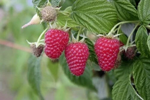 Tulameen Raspberry Plant - Extra Large Berries, Mid/Late Season, Zones 5-9, Pesticide-Free Live Starter