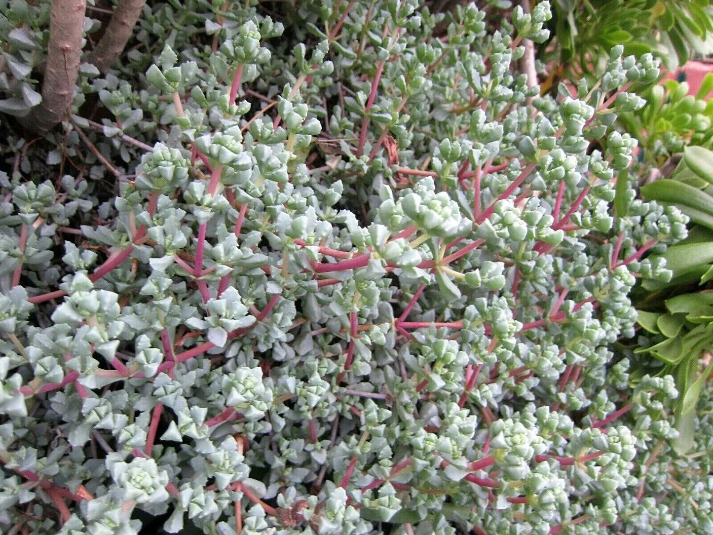 Ice Plant Cuttings - Vygie Violet Succulents - Lampranthus deltoides - Indoor/Outdoor Gardening, Drought-Resistant, Ground Cover