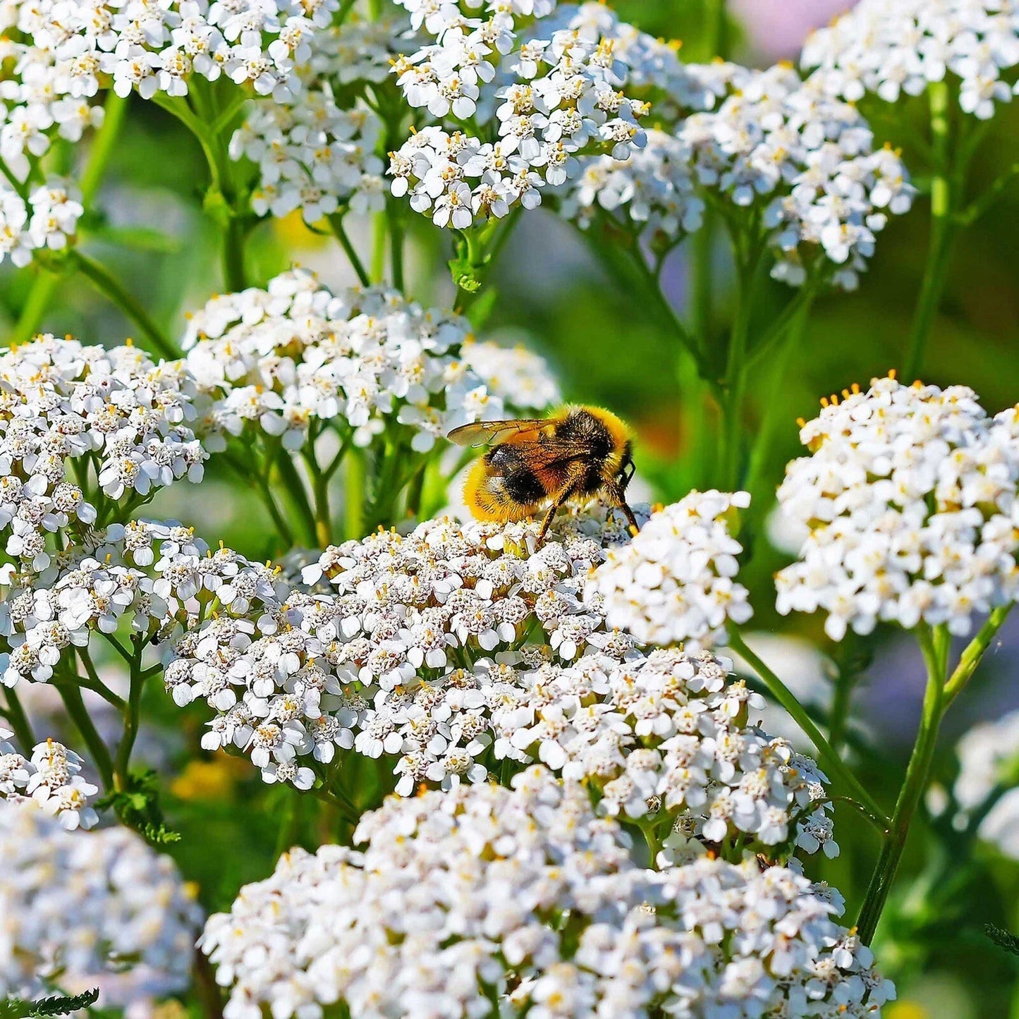 Yarrow Seeds 2000+ Count White Non-GMO Perennial Pollinator Achillea millefolium