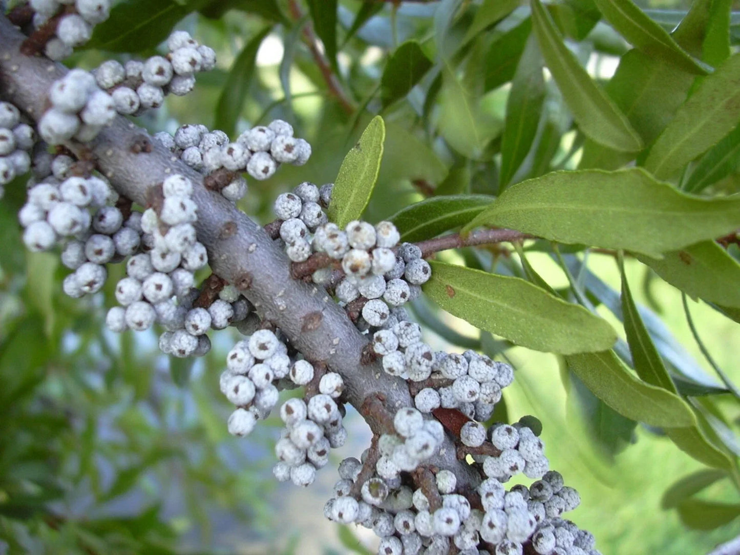 Northern Bayberry Seeds - 20 Count - Myrica pensylvanica Hardy Shrub for Landscaping & Erosion Control