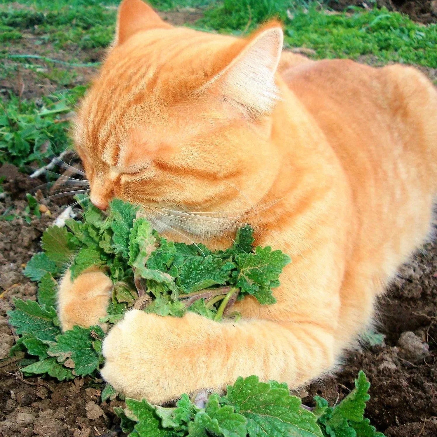 Catnip Seeds - 500+ Count Nepeta cataria Herb Garden Planting for Indoor & Outdoor Gardening