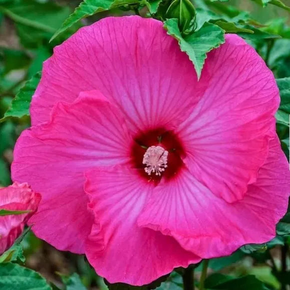 Honeymoon Deep Pink Hardy Hibiscus Seeds - Heirloom Dinner Plate Blooms, 20+ Seeds