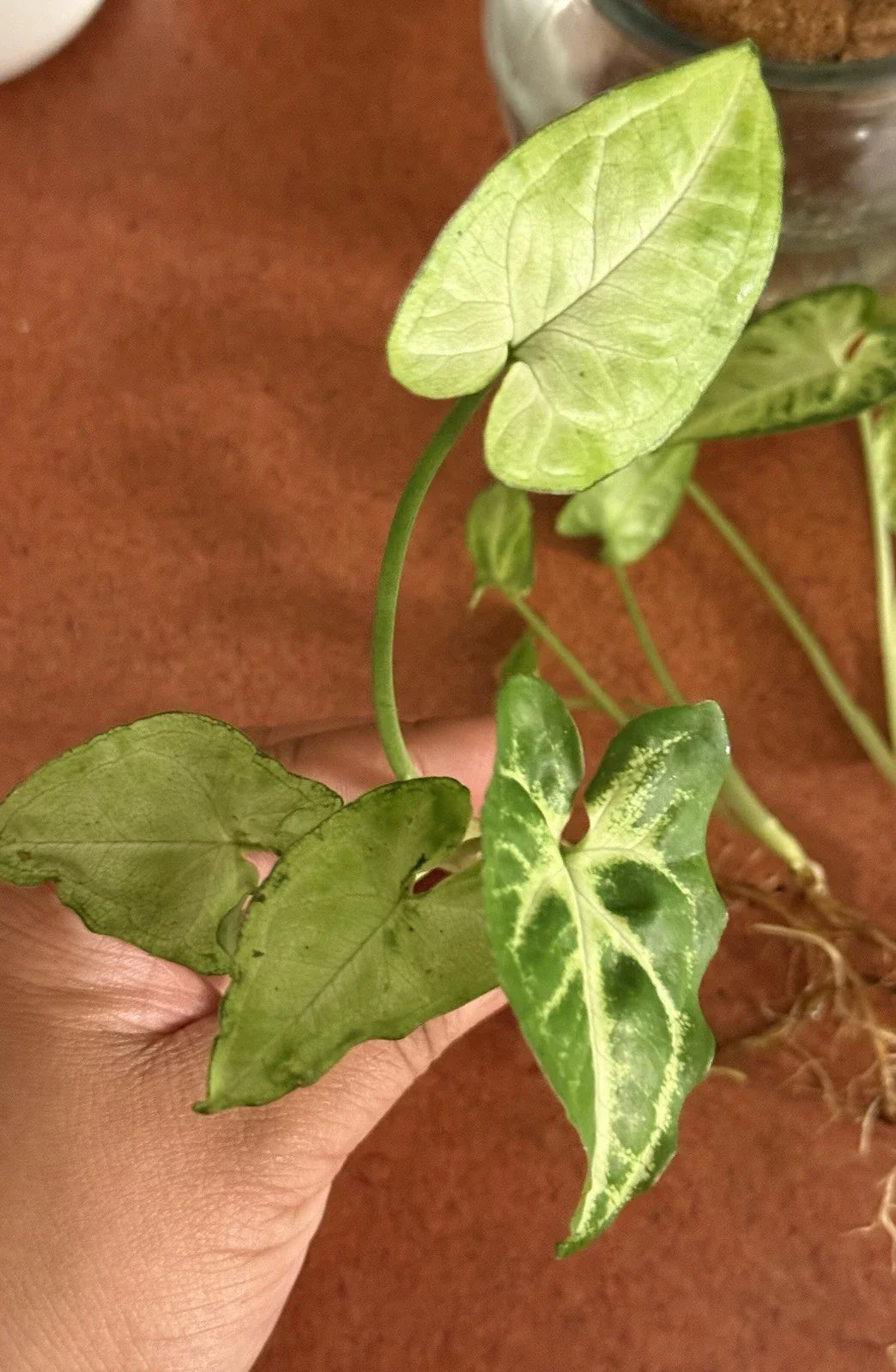 Syngonium Podophyllum Rooted Cutting – Arrowhead Plant Houseplant – Indoor Greenery – Easy-Care, Variegated Foliage