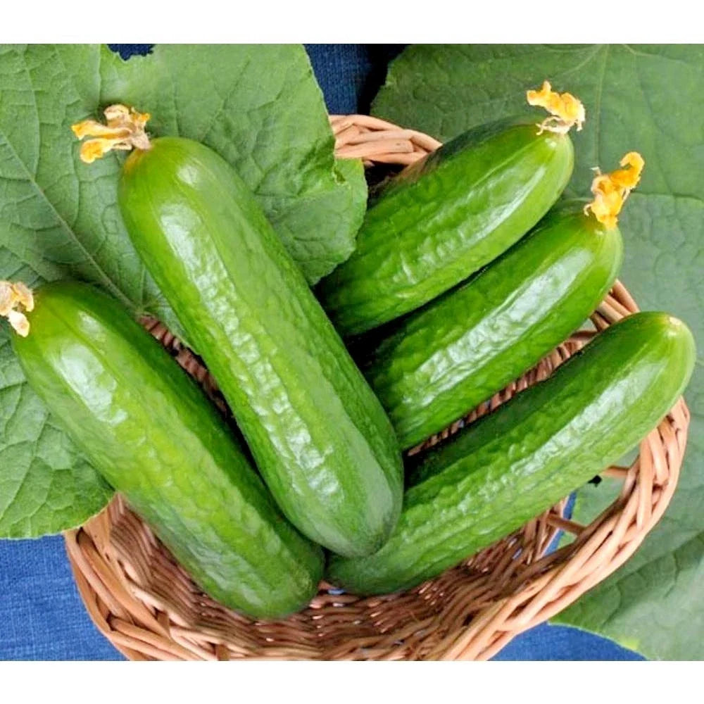 Wisconsin SMR 58 Cucumber Seeds - Non-Hybrid, Vining, for Salad & Pickling - Cucumis sativus, 31+ Seeds for Garden & Container