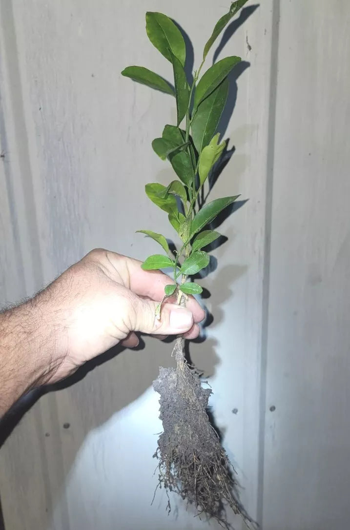 Organic Satsuma Orange Tree Seedlings - Bare Root, Citrus reticulata, Seedless, Easy Peel, Juicy, Compact Bushy Growth
