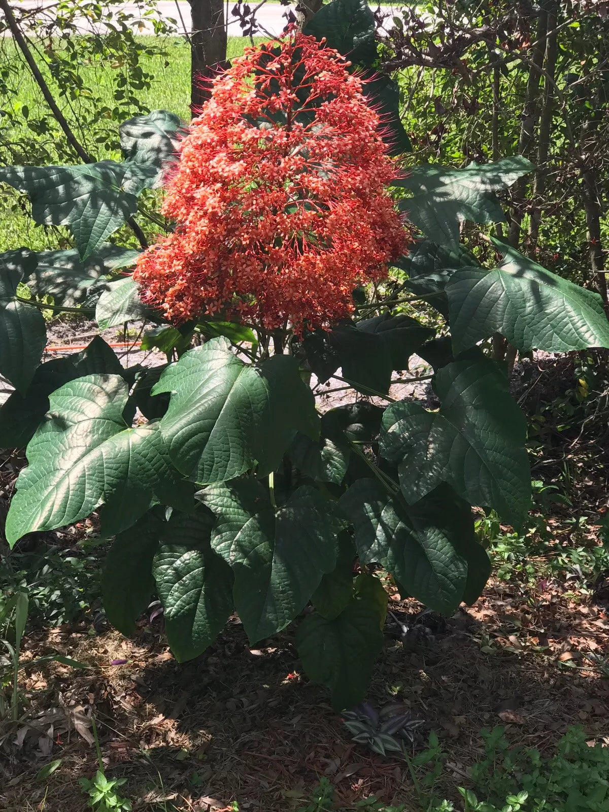 Clerodendrum paniculatum Cuttings 6-Pack | Orange Pyramid Pagoda Plant | 8-10" | Vibrant Orange Blooms