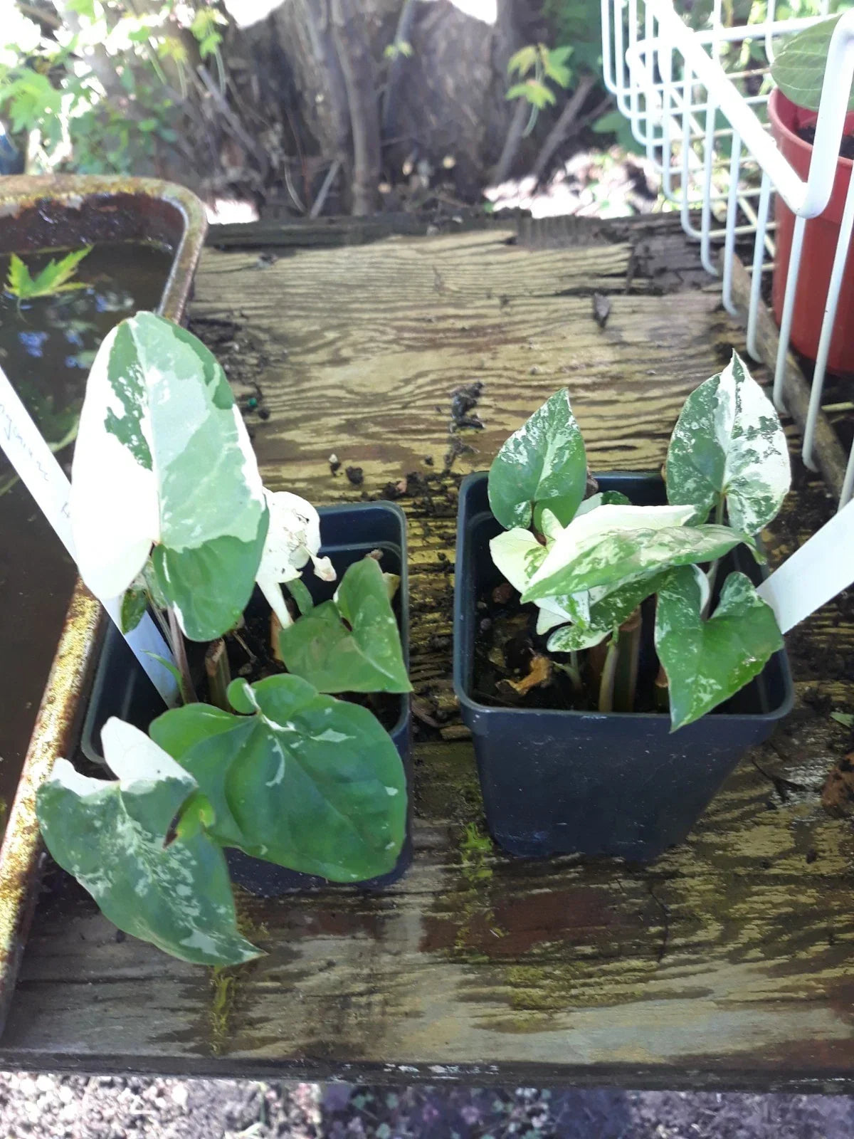 Variegated Arrowhead Vine - Syngonium Albo Variegated Indoor Houseplant for Air Purification
