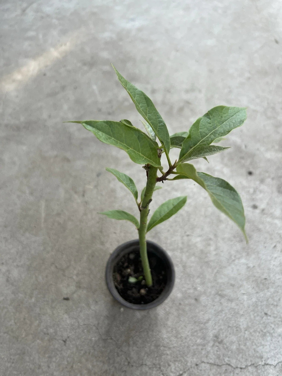 Live Avocado Tree Plant – 12" Tall Persea americana, Indoor/Outdoor Gardening, Ready to Plant
