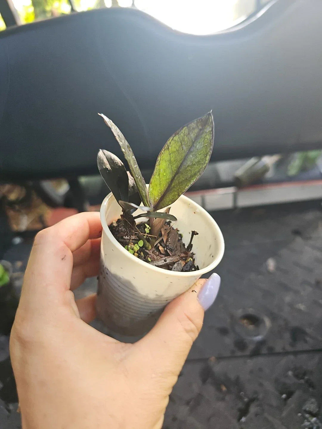 Black Raven ZZ Plant 2.5 Inch Pot | Zamiifolia Fully Rooted Indoor Houseplant